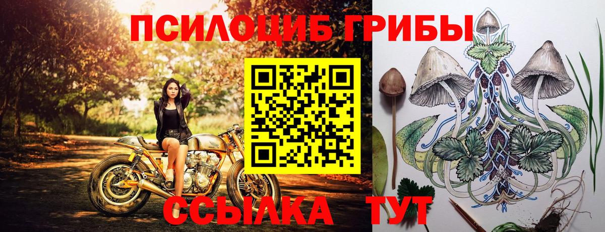 Псилоцибиновые грибы Psilocybine cubensis Норильск